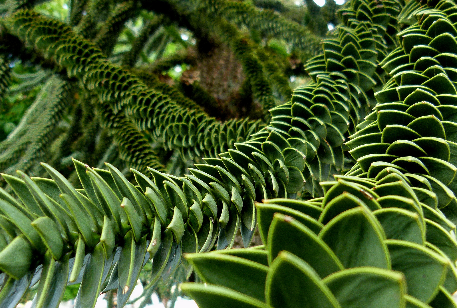 Araucaria araucana