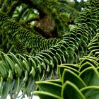 Araucaria araucana