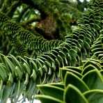 Araucaria araucana