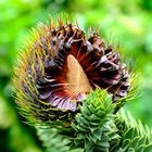 Araucaria araucana 