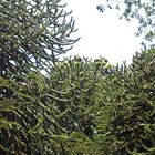 Araucaria araucana