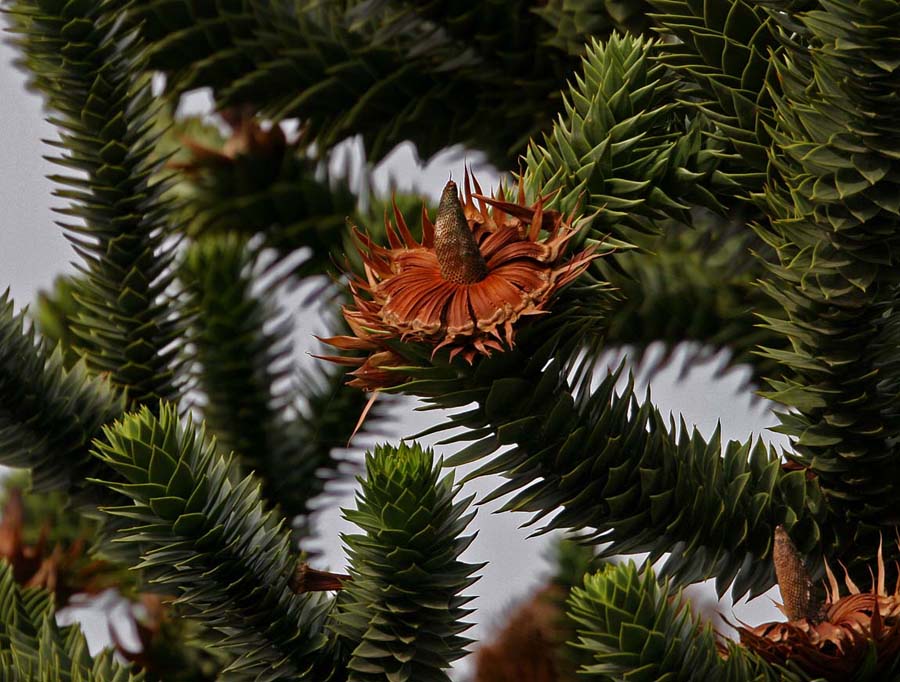 Araucaria araucana - Chilenische Küstentanne