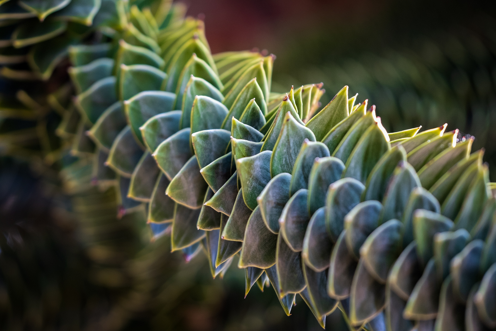 Araucaria araucana