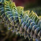 Araucaria araucana