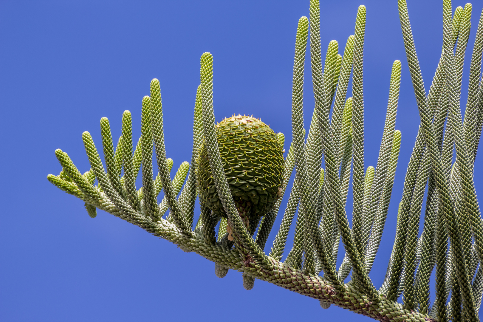 Araucaria heterophylla