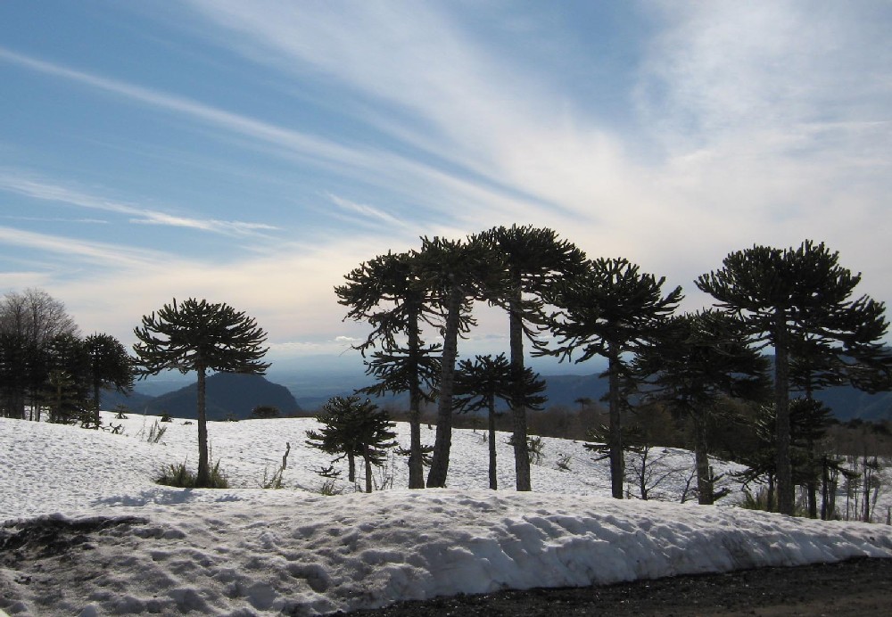 Araucarias en el Volcán Llaima