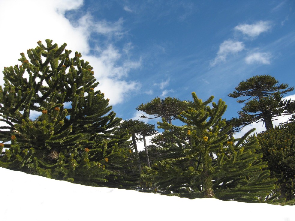 Araucarias en la nieve