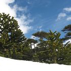 Araucarias en la nieve