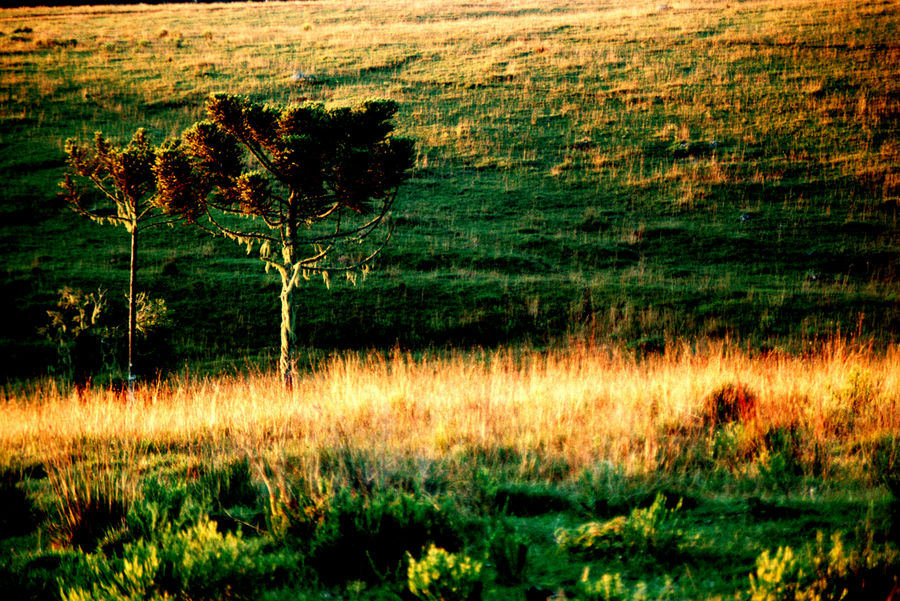 ARAUCÁRIA - ARAUKARIE