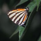 Arawacus togarna, Togarna hairstreak, im Regenwald, Costa Rica