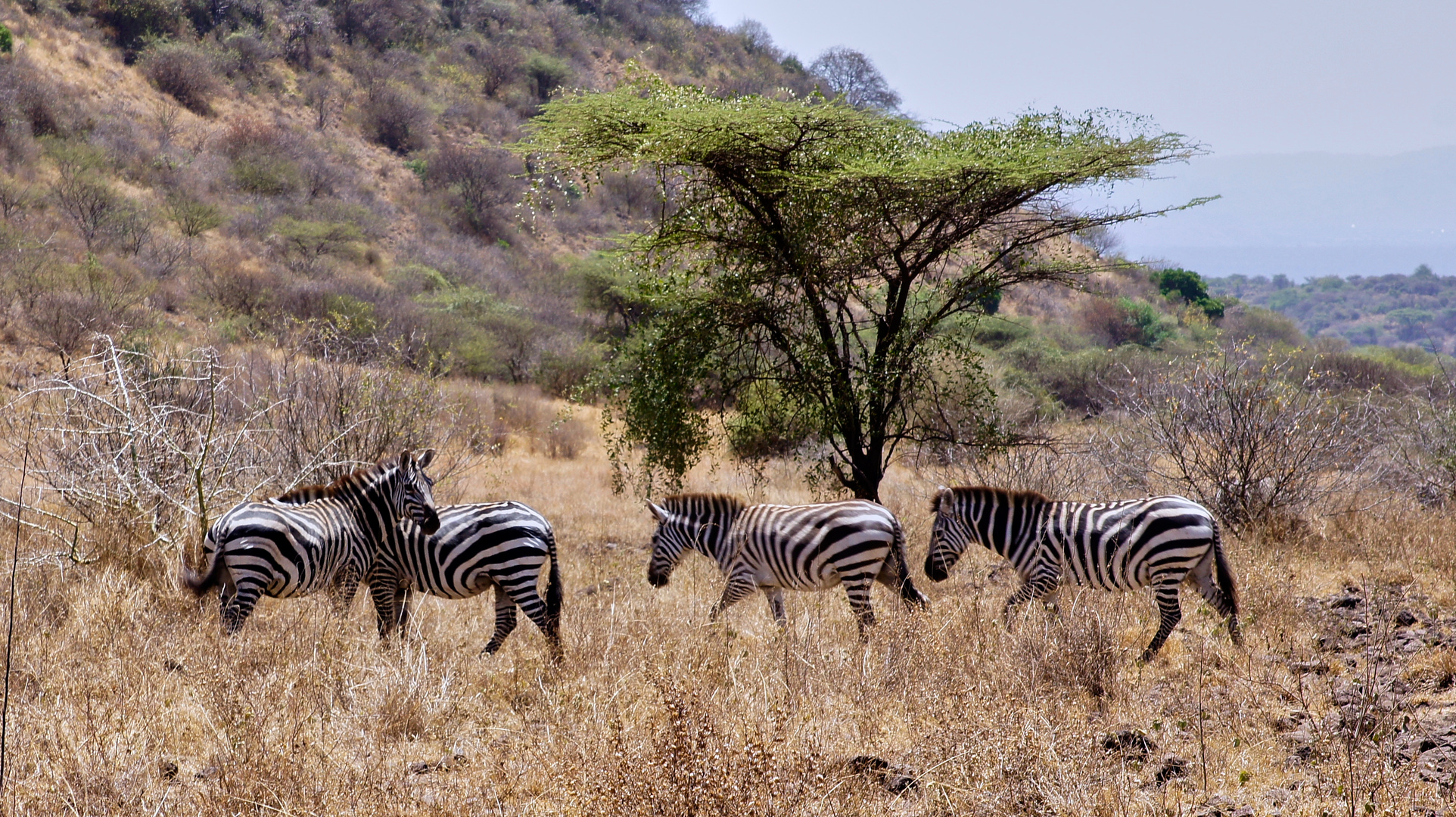 arba minch nat,park