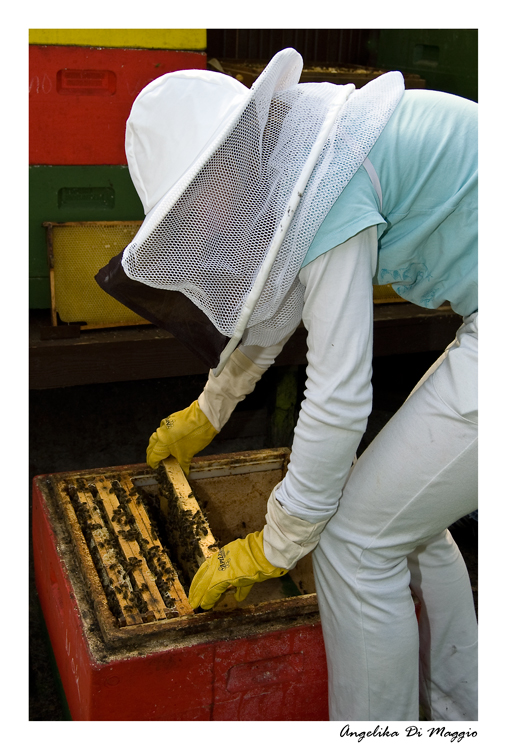 Arbeit am Bienenstock