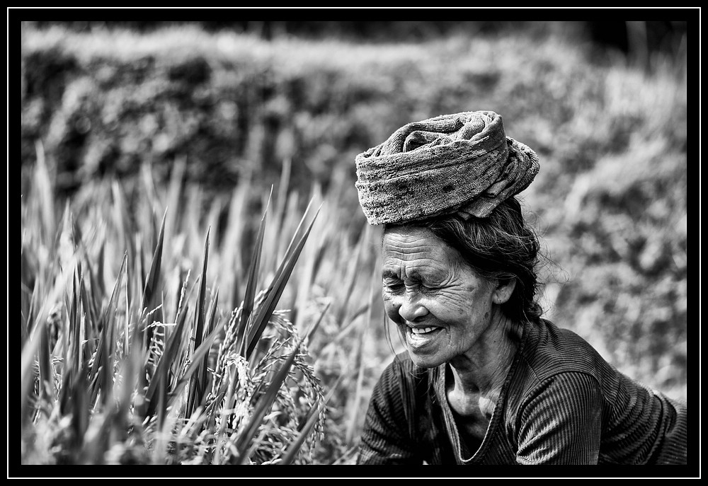 Arbeit auf dem Reisfeld - Bali