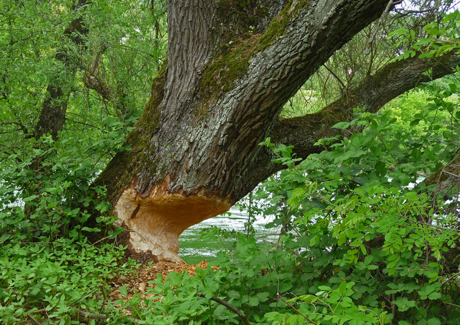 Arbeit der Biber an der Aare