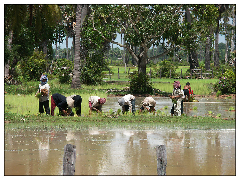 Arbeit im Reisfeld - Siem Reap, Kambodscha