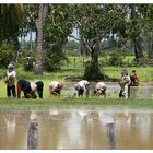 Arbeit im Reisfeld - Siem Reap, Kambodscha