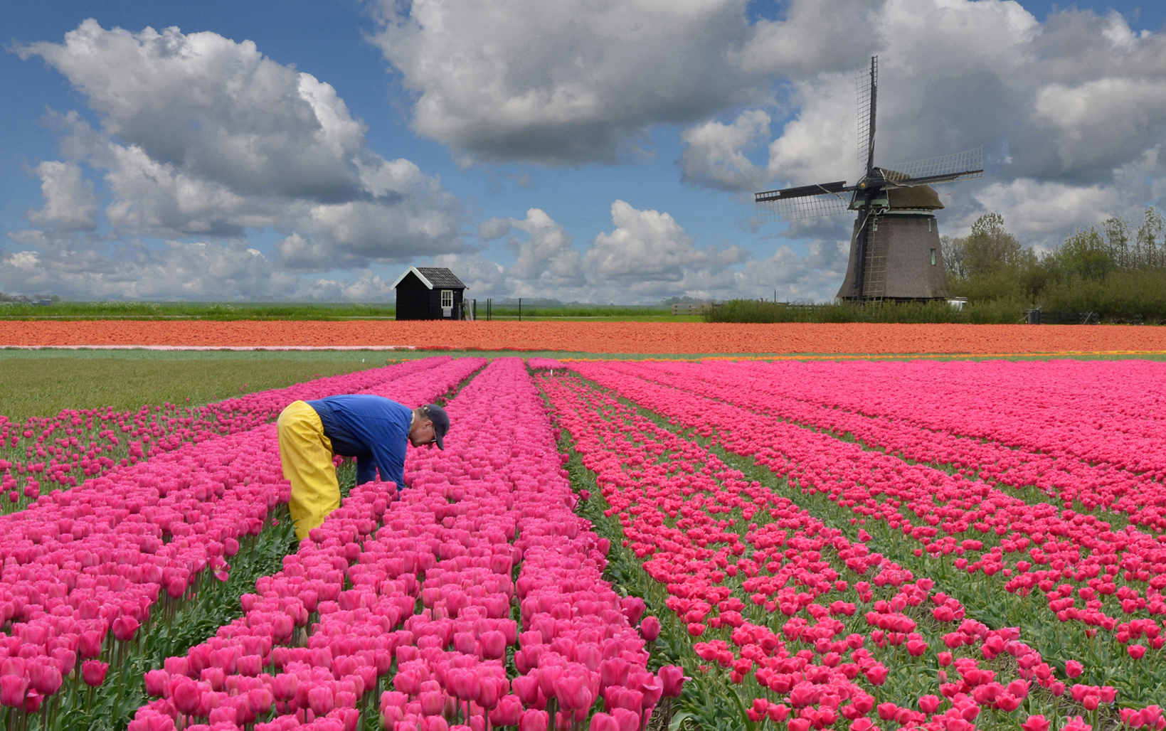 Arbeit im Tulpenfeld