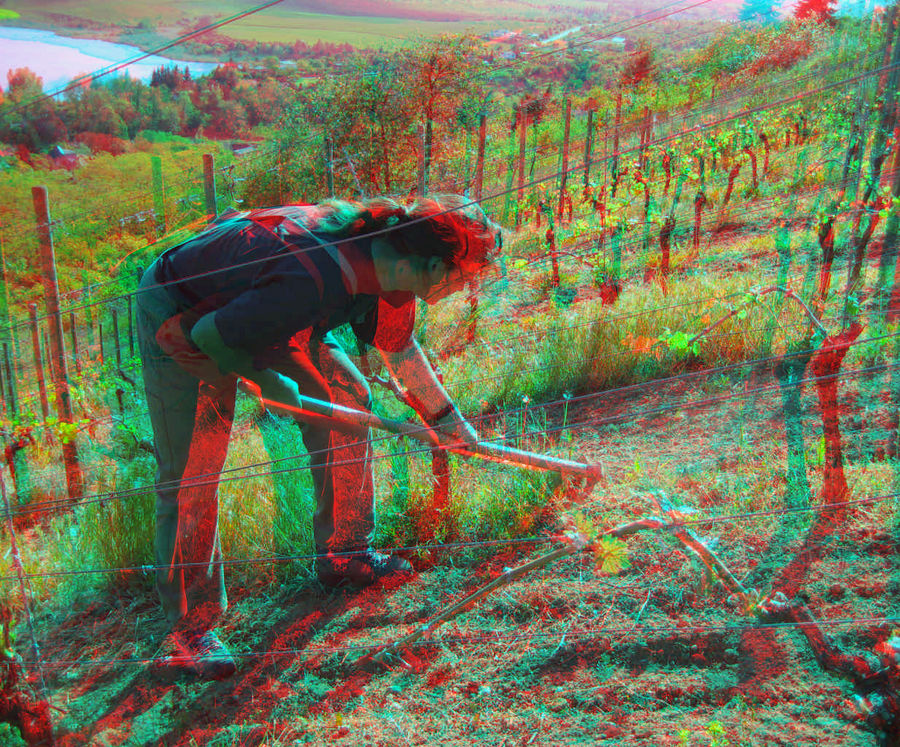 Arbeit im Weinberg (3D-Foto)