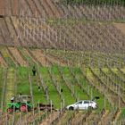 Arbeit im Weinberg