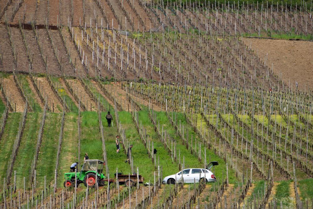 Arbeit im Weinberg