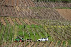 Arbeit im Weinberg