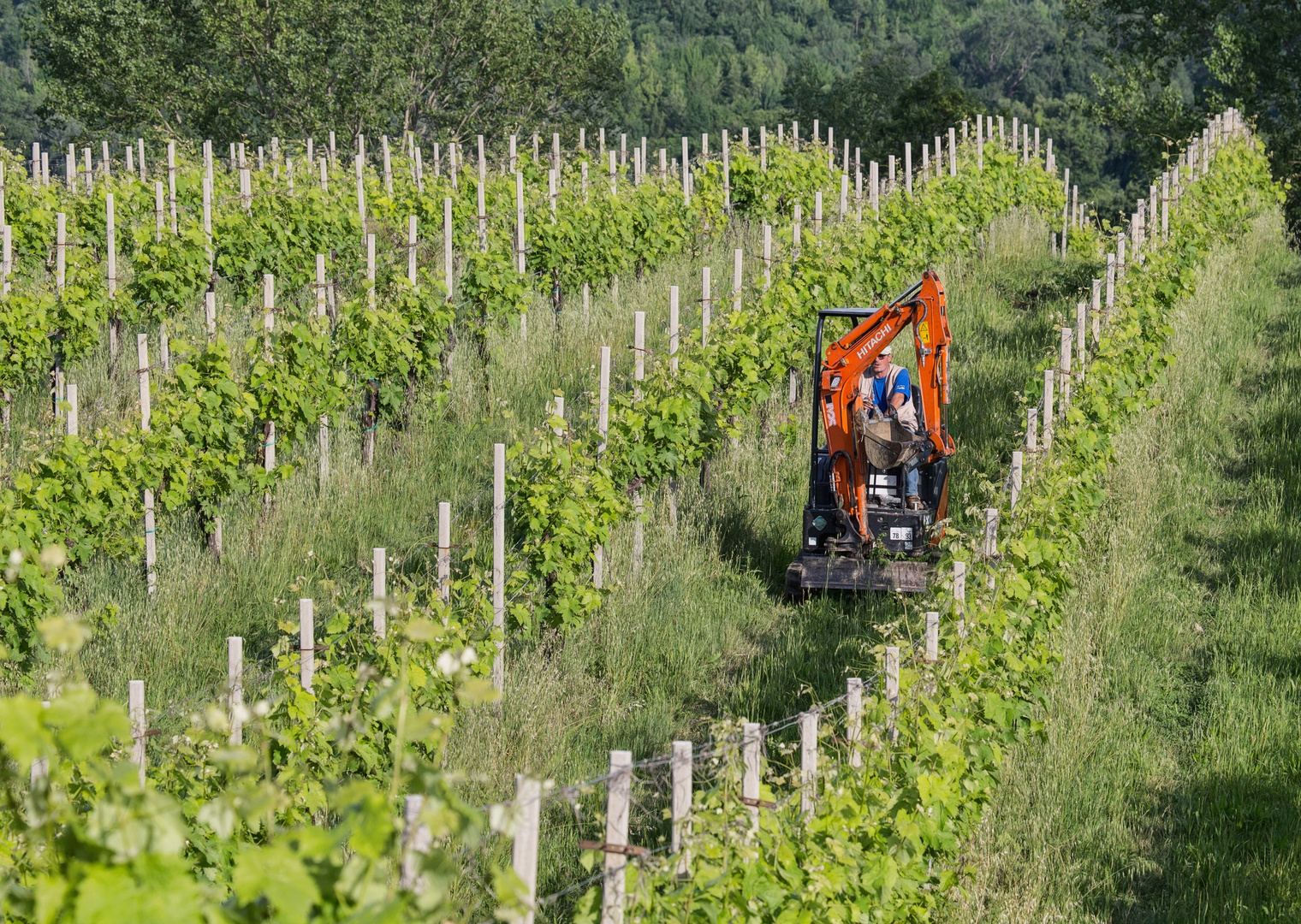 Arbeit im Weinberg