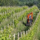 Arbeit im Weinberg