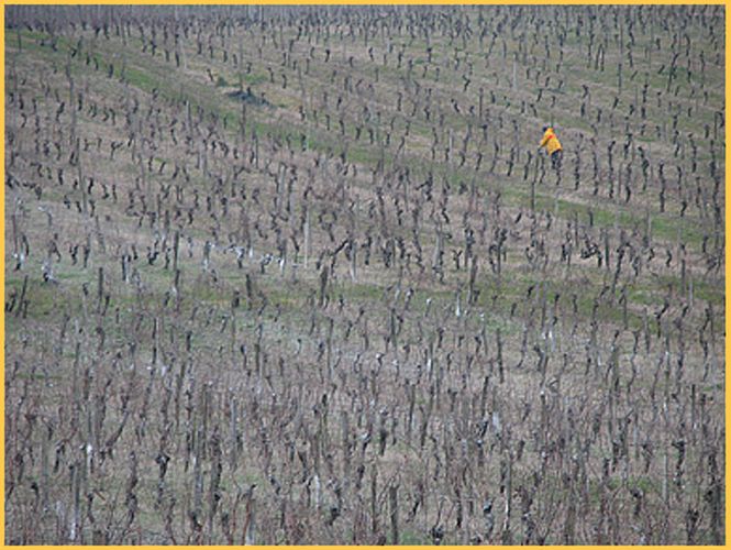 Arbeit im Weinberg