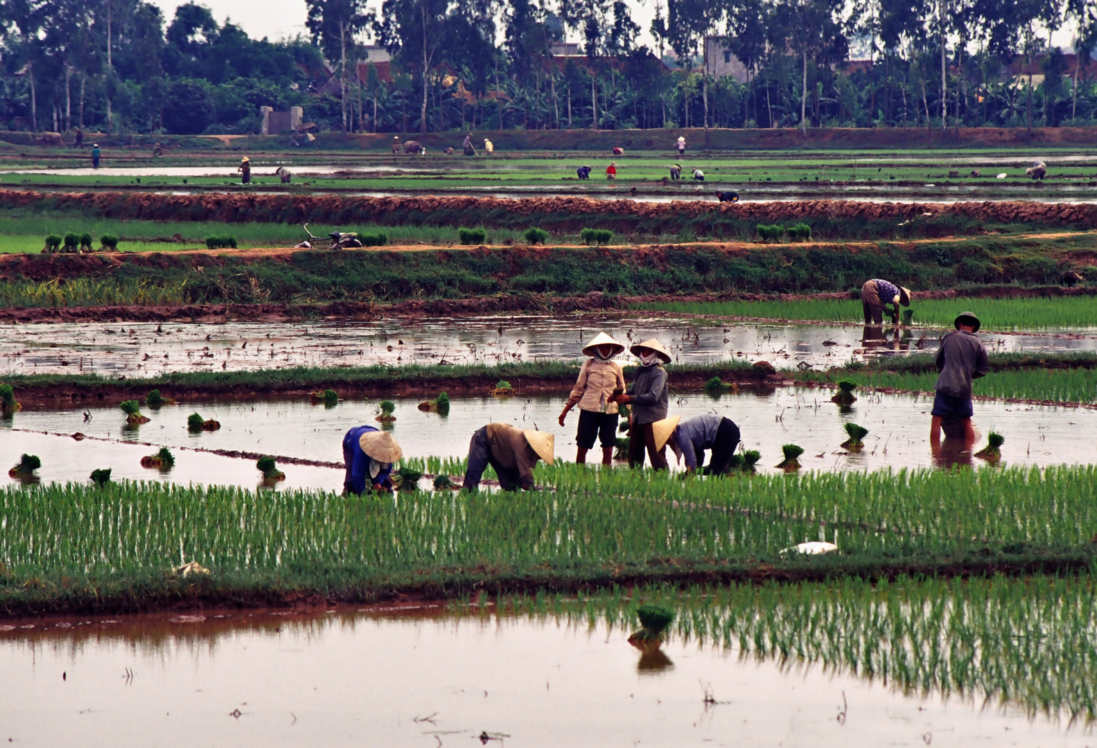 Arbeit in den Reisfeldern 01