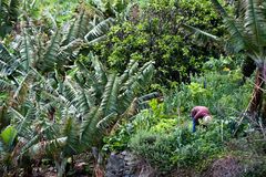 Arbeit in der Bananenplantage