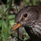 ...arbeite oft auch im Dreck...., Dettingen an der Erms, Biosphärengebiet