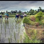 Arbeiten auf den Reisfeldern
