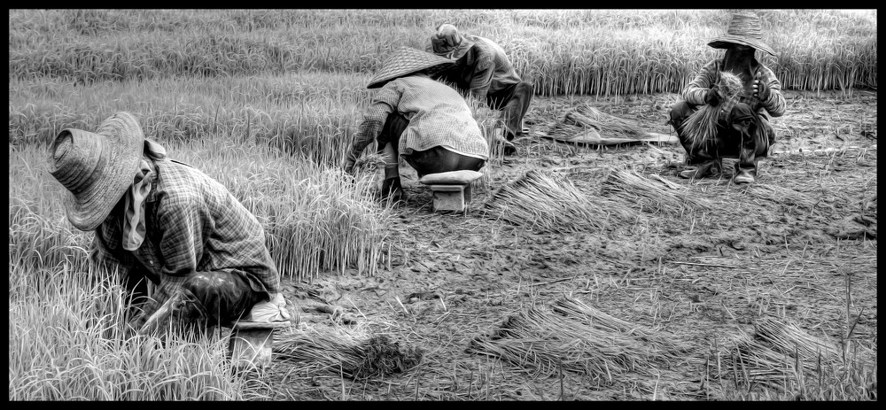 Arbeiten auf den Reisfeldern II