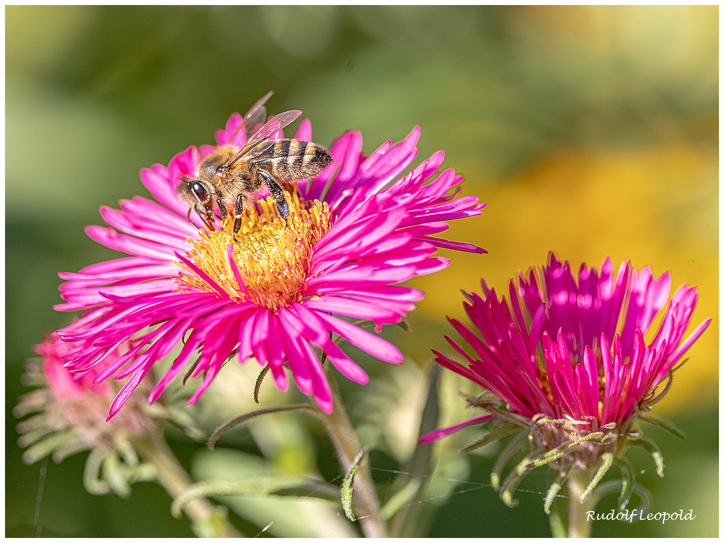 Arbeiten auf der einer Asternblüte