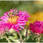 Arbeiten auf der einer Asternblüte