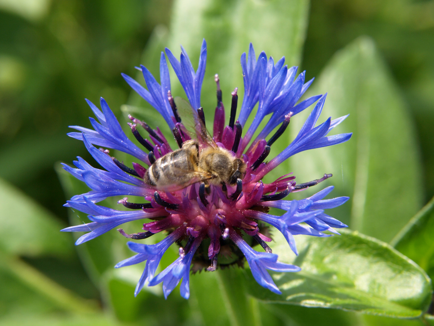 Arbeiten im Kornblumenfeld