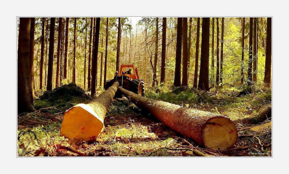 Arbeiten im Wald Arbeiten im Wald