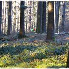 Arbeiten im Wald