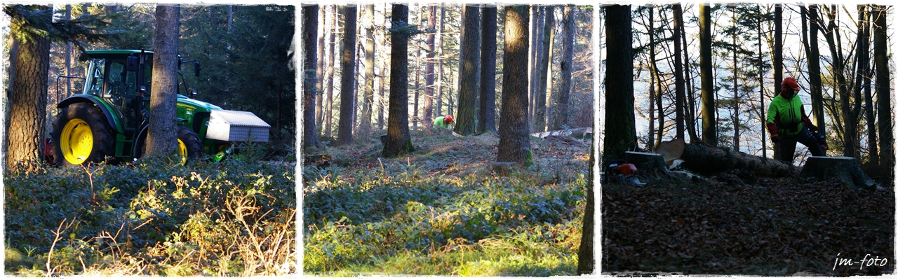 Arbeiten im Wald