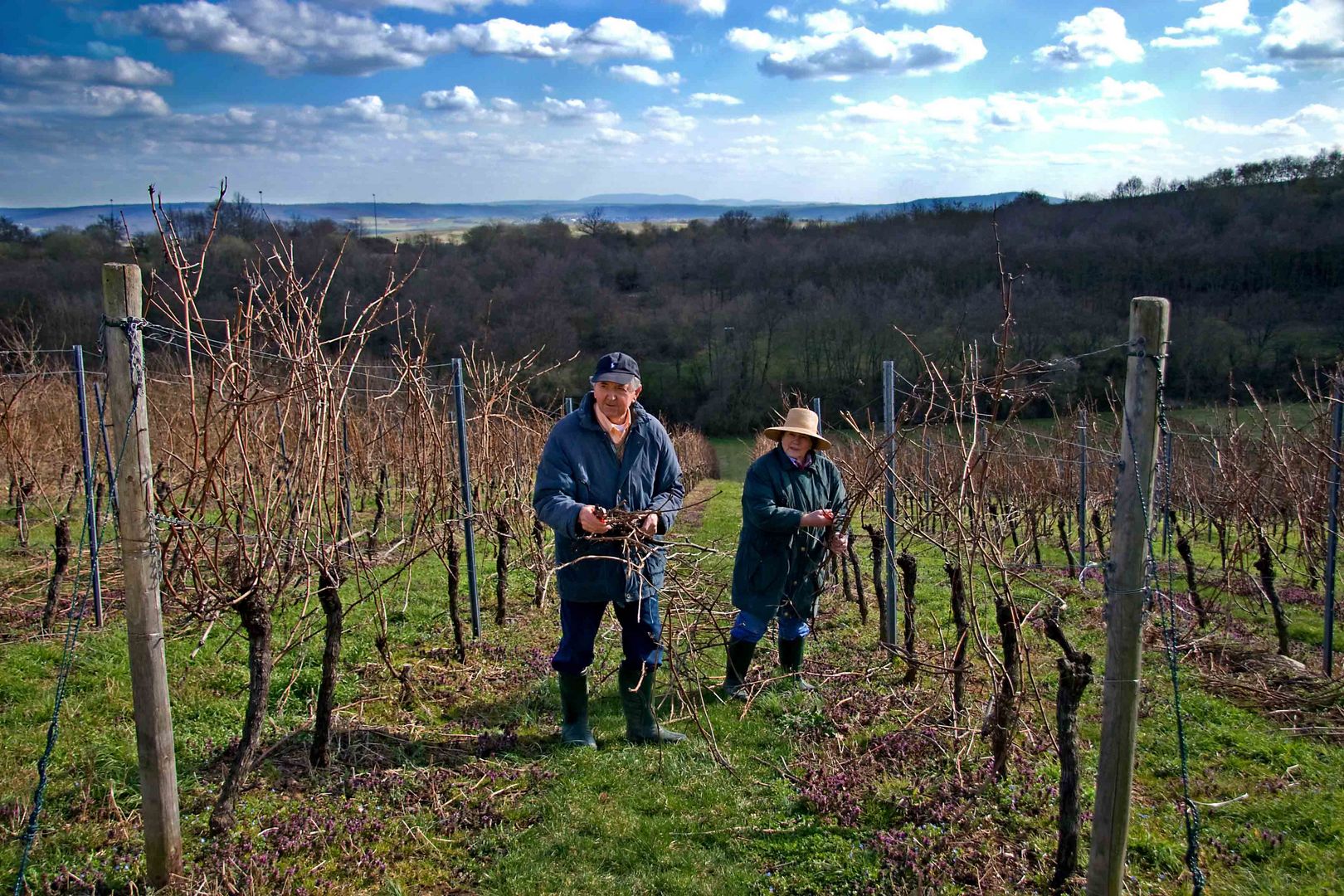 Arbeiten im Weinberg