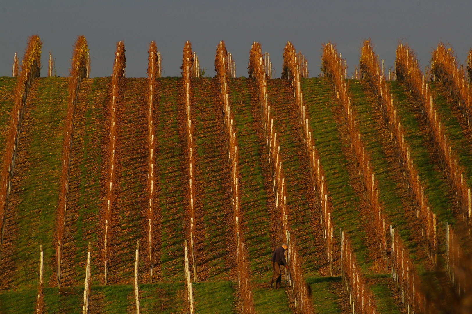 Arbeiten im Weinberg