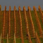 Arbeiten im Weinberg