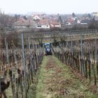 Arbeiten im Wingert: Zerhäckseln der alten holzigen Triebe,,,