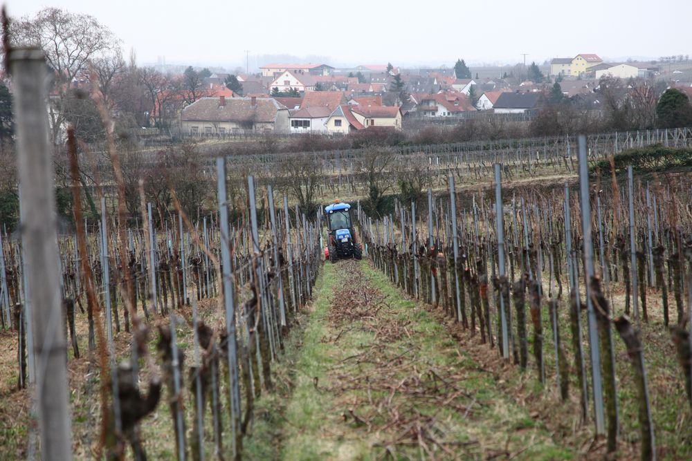 Arbeiten im Wingert: Zerhäckseln der alten holzigen Triebe,,,