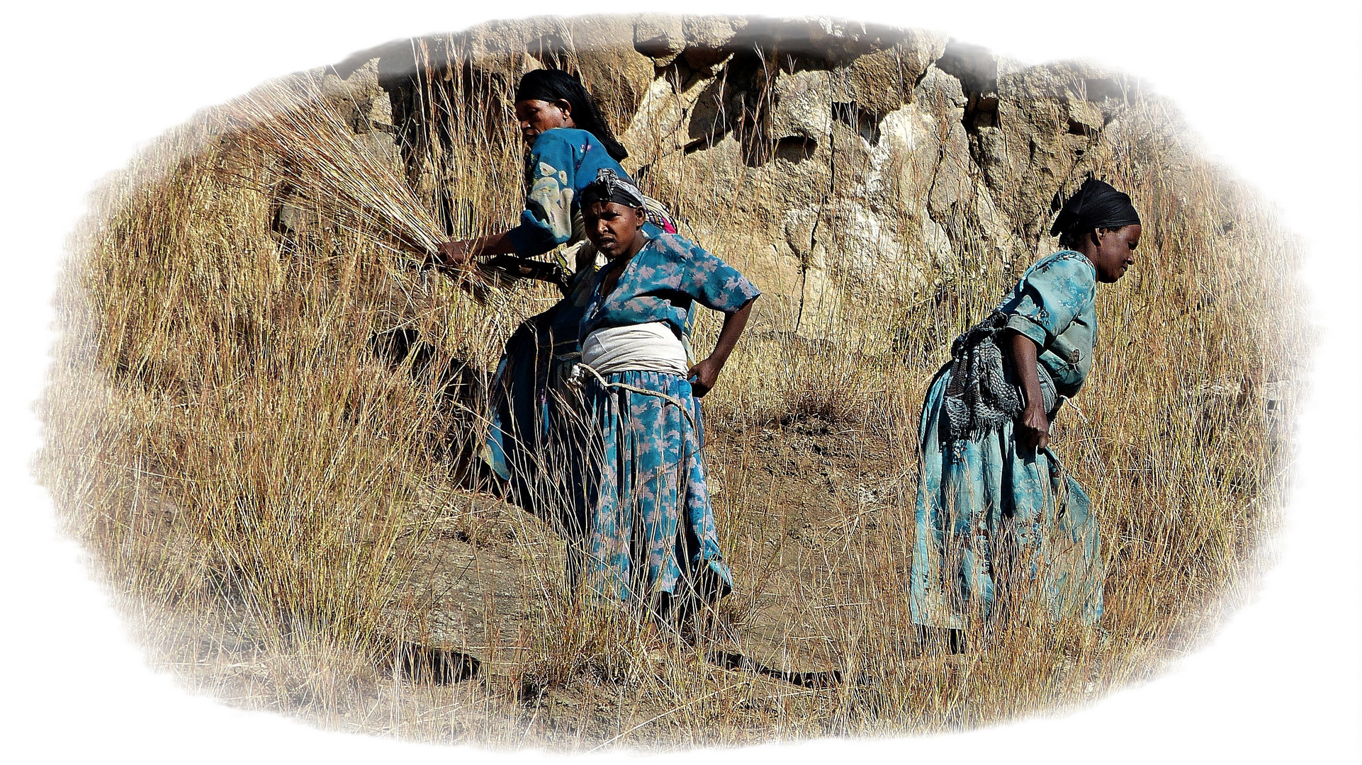 arbeitende Frauen auf dem Feld..................