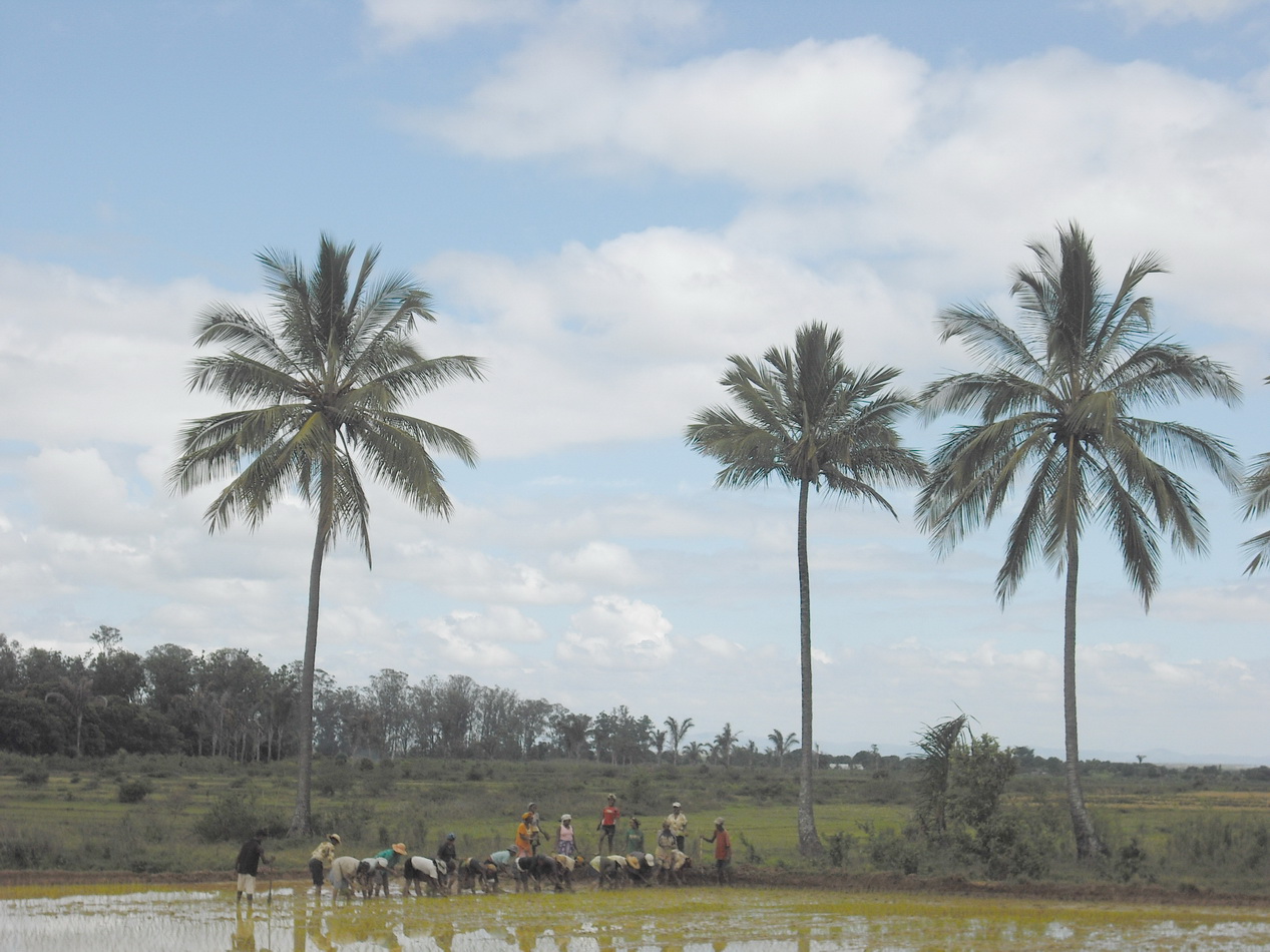 Arbeiter auf dem Reisfeld