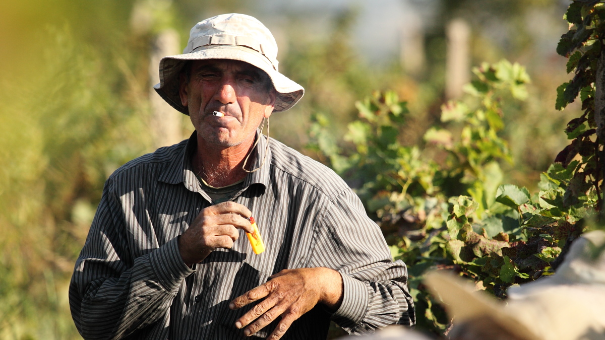 Arbeiter bei Weinlese in Telavi Georgien