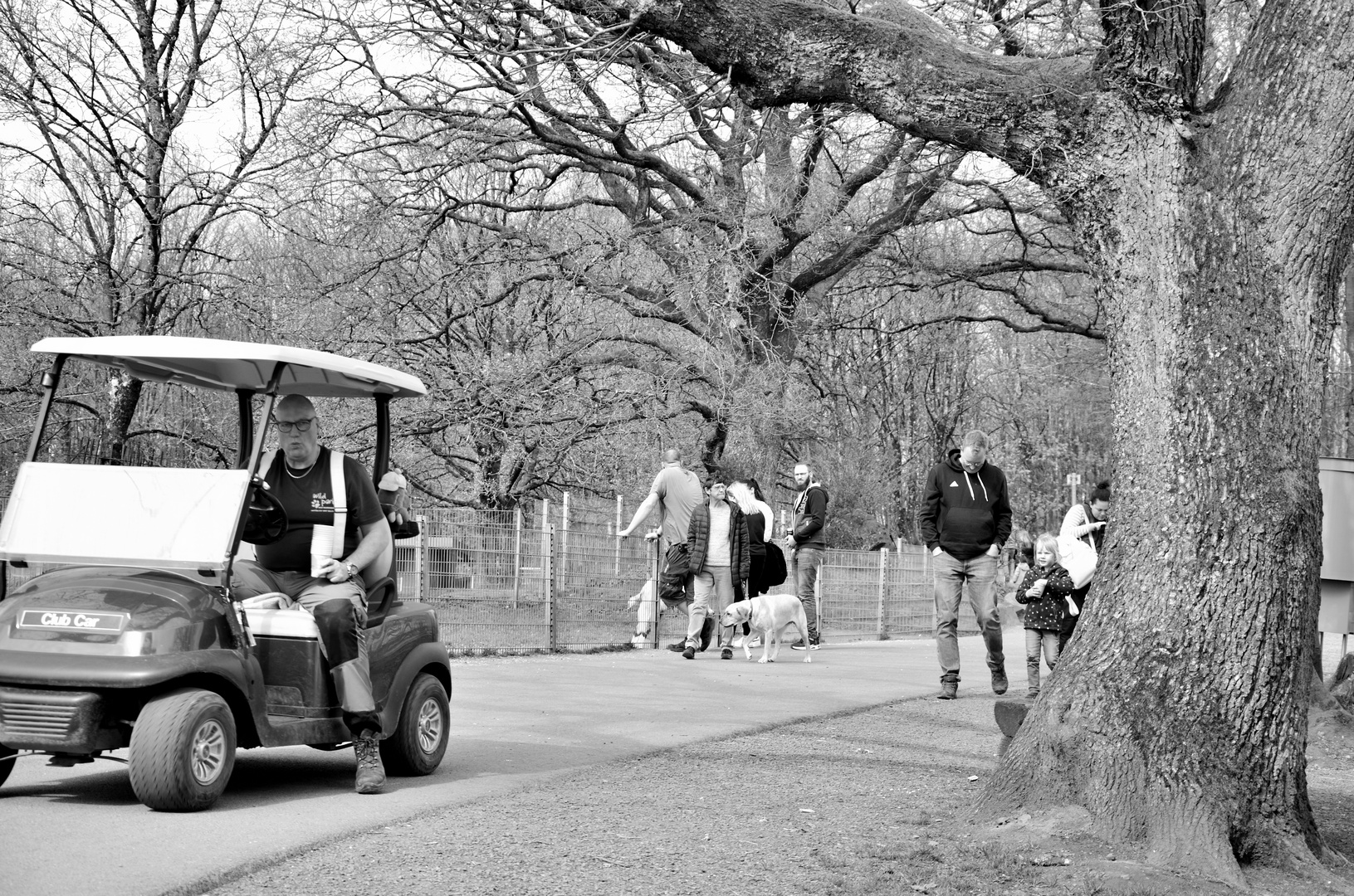 Arbeiter im Wildpark fährt Golfwagen