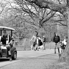 Arbeiter im Wildpark fährt Golfwagen