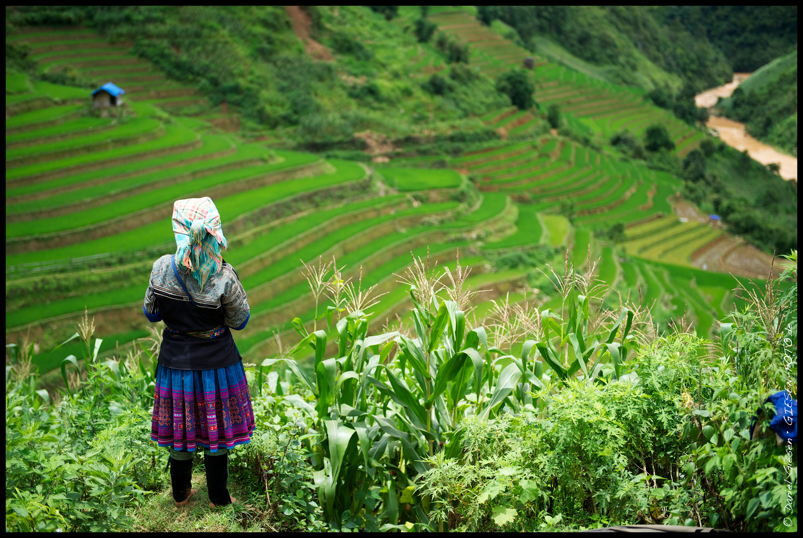 Arbeiterin beim Blick auf die Reisfelder, Vietnam 2012